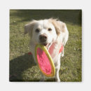 Suche nach frisbee magnete Hund