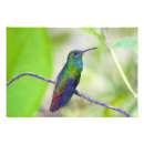 Suche nach grüner kolibri poster Lila