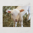 Suche nach babytiere postkarten Natur