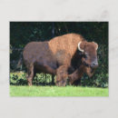 Suche nach wyoming flagge postkarten Staat