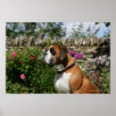 Suche nach boxen poster Boxer