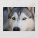 Suche nach malamute postkarten Niedlicher hund