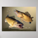 Suche nach füttern poster Fische