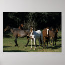 Suche nach mustangs poster Foto
