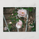 Suche nach klettern rose postkarten Blume