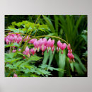 Suche nach giftig poster Blume