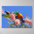 Suche nach australische vögel poster Natur