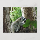 Suche nach süße tiere postkarten Wildtiere