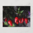 Suche nach chili postkarten Pfeffer