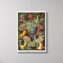 Suche nach ernst haeckel Actiniae