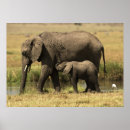 Suche nach afrikanische elefanten poster Kalb