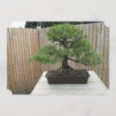 Suche nach bonsais postkarten Baum