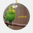 Suche nach parakeet wohnen zuhause Budgerigar