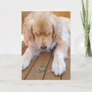 Suche nach rückzug karten Hund