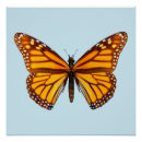 Suche nach monarchfalter poster Sommer