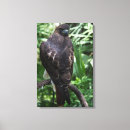 Suche nach falke leinwandbilder Natur