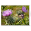 Suche nach distel postkarten Grün