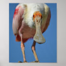 Suche nach schnabel poster Feder