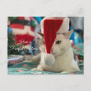 Suche nach lustige weihnachtskatzen postkarten Jede person