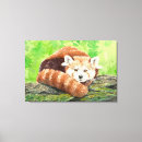 Suche nach roter panda leinwandbilder Natur