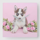 Suche nach husky wanduhren Snow dog