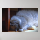 Suche nach merkwürdige poster Katze