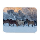 Suche nach pferdeherde Quarter horse