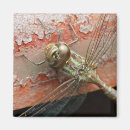 Suche nach dragonfly magnete Gold