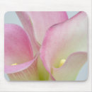 Suche nach pflanzenleben Blume