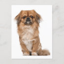 Suche nach peking karten Vielen dank