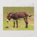 Suche nach niedlicher esel postkarten Bauernhof