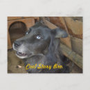 Suche nach cooler hund postkarten Spaß