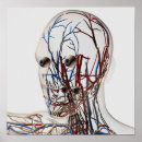 Suche nach arteries poster Transparent