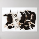 Suche nach great dane poster Hunde