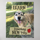 Suche nach goldener hund poster Jede person