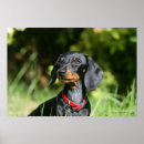 Suche nach glatte dackel poster Dackel glatt haarige miniatur