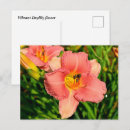 Suche nach taglilie postkarten Blüte
