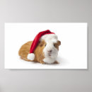 Suche nach guinea pig poster Niedlich