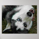 Suche nach schlittenhund poster Hunde