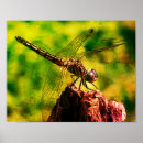 Suche nach drachenfliegen poster Natur