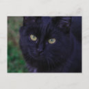 Suche nach black cat postkarten Bezaubernd