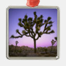 Suche nach sonnenaufgang ornamente Rosa