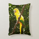 Suche nach papagei dekokissen Fotografie