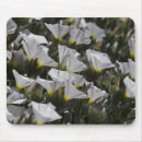 Suche nach weiße wildblumen mousepads Natur