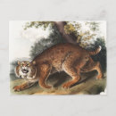 Suche nach wildkatze postkarten Säugetier