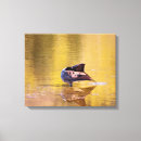 Suche nach gänse leinwandbilder Tierwelt