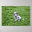 Suche nach pit bull poster Terrier