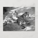 Suche nach weißer tiger postkarten Wildtier