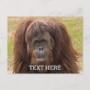 Suche nach borneo postkarten Affe