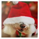 Suche nach bichon frise fliesen Haustiere